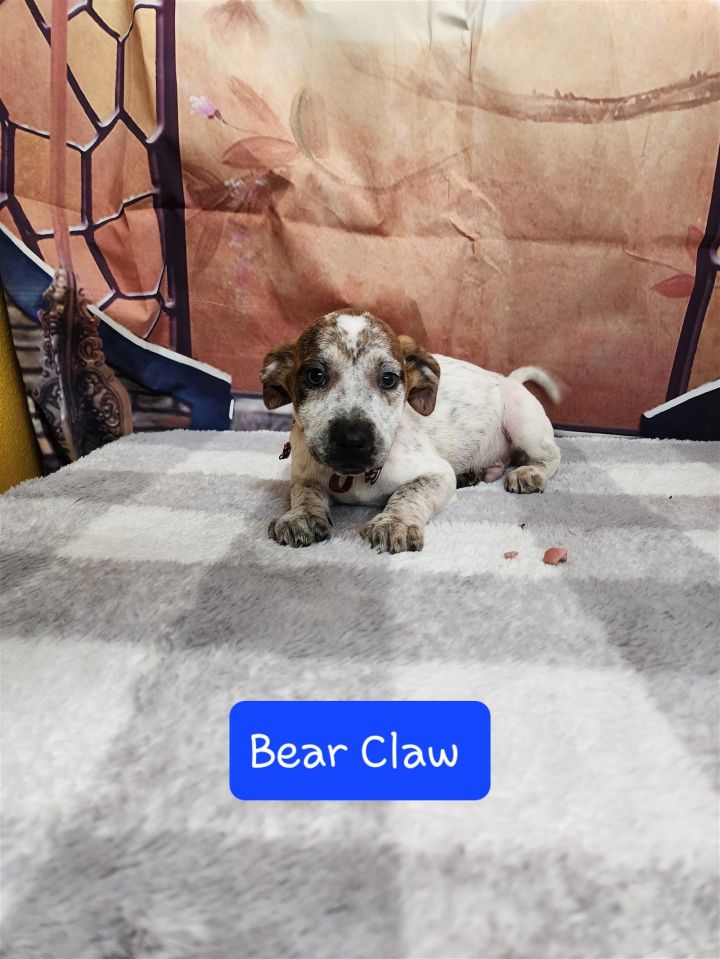Bear Claw 1