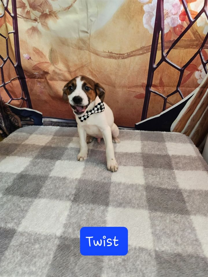 Twist, an adopted Beagle Mix in Metairie, LA_image-1