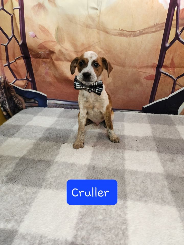Cruller, an adoptable Beagle Mix in Metairie, LA_image-2