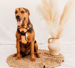 Milo