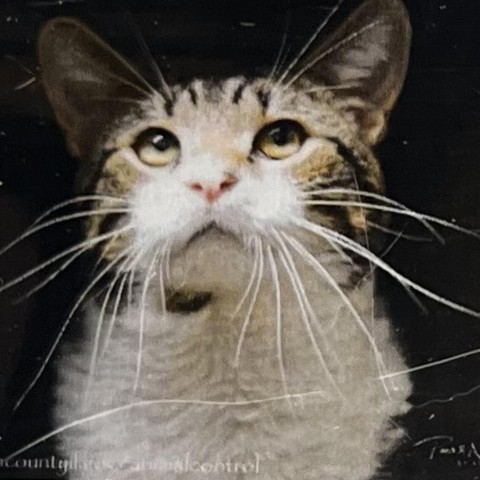 Mooch, an adoptable Domestic Short Hair in Normal, IL_image-2