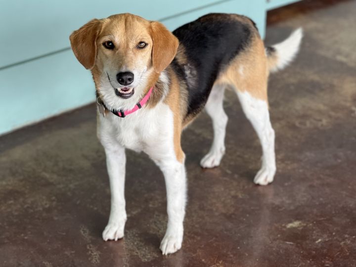 Betty, an adoptable Beagle in San Antonio, TX_image-2