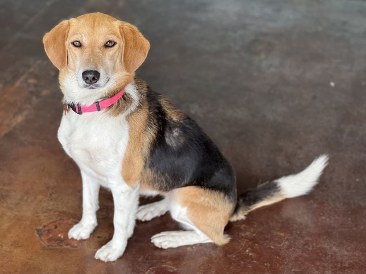 Betty, an adoptable Beagle in San Antonio, TX_image-3