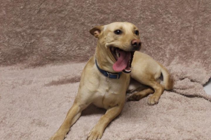OLLIE, an adoptable Whippet Mix in Modesto, CA_image-1
