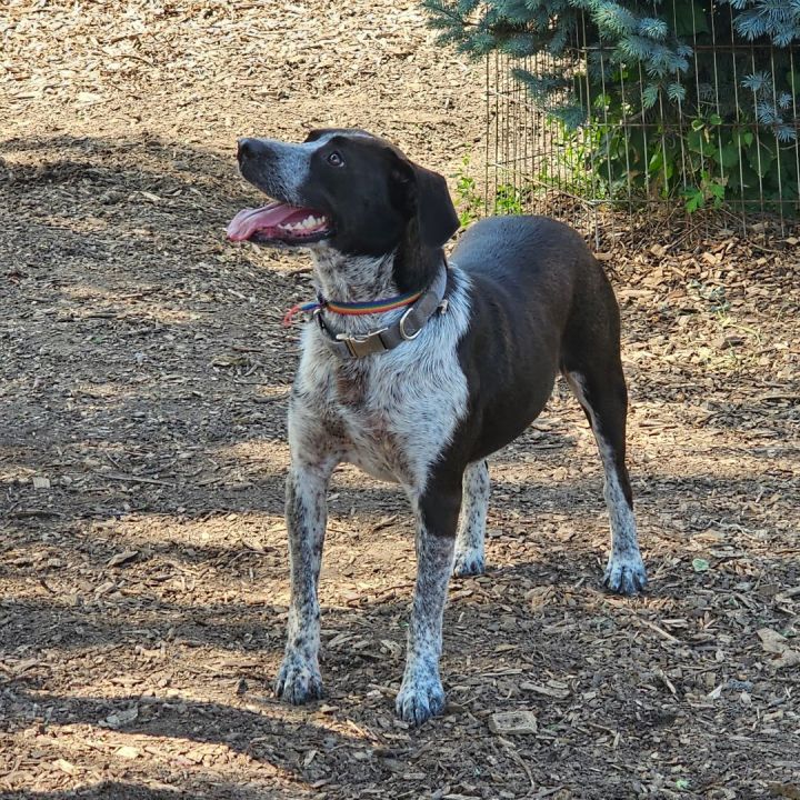 Frankie, an adoptable German Shorthaired Pointer & Beagle Mix in Bloomingdale, NJ_image-2