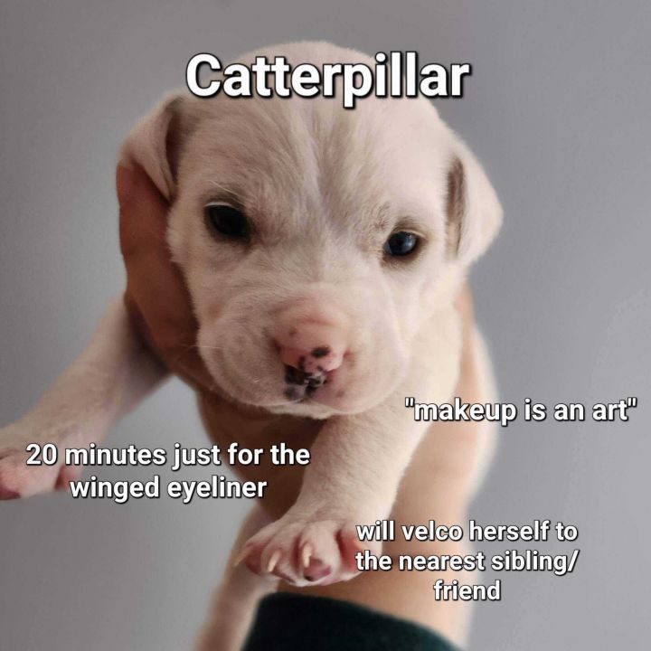 Caterpillar, an adoptable Shepherd & Pit Bull Terrier Mix in Springfield, MO_image-2
