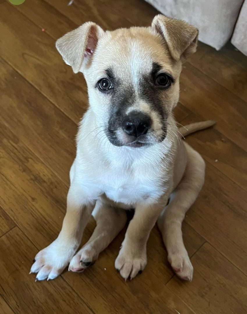 Dog for adoption - Marshmallow , a Catahoula Leopard Dog Mix in Antioch, TN | Petfinder