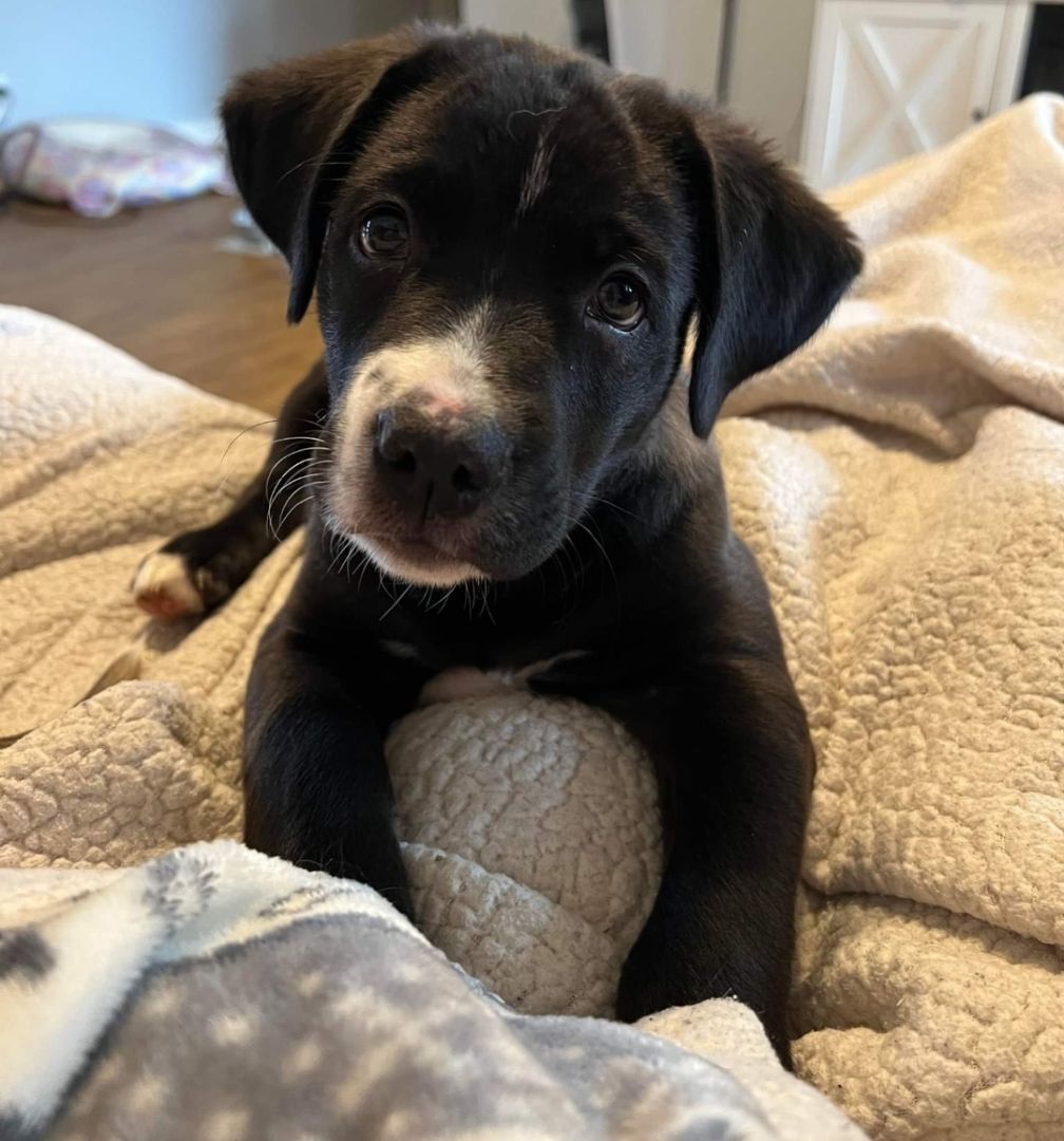 Dog for adoption - Oscar, a Catahoula Leopard Dog in Antioch, TN | Petfinder