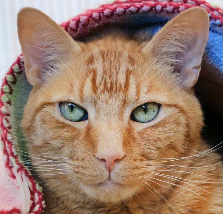 Oliver 1