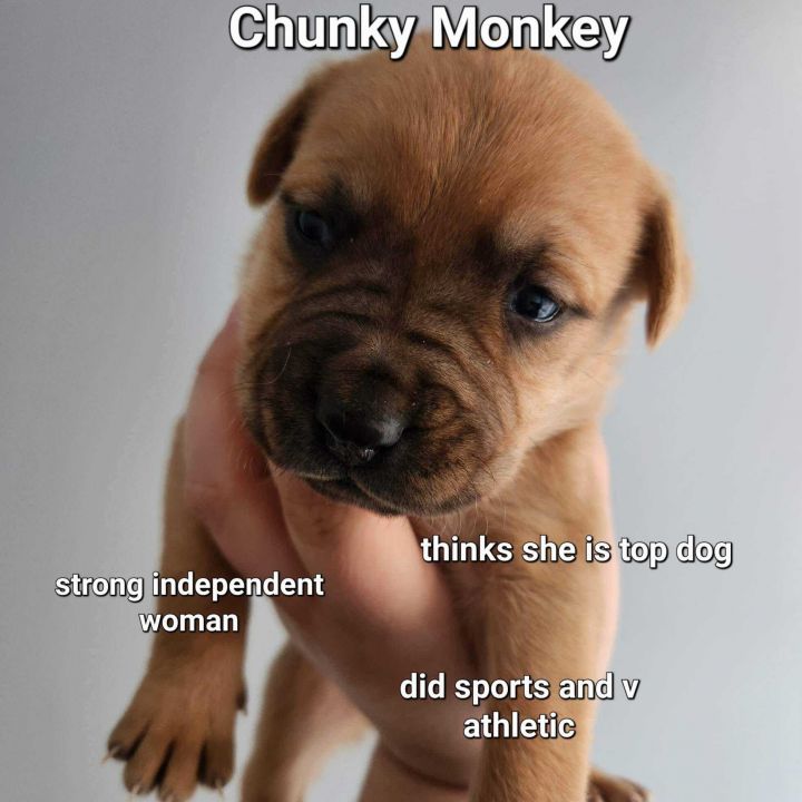 Chunky Monkey, an adopted Shepherd & Pit Bull Terrier Mix in Springfield, MO_image-2