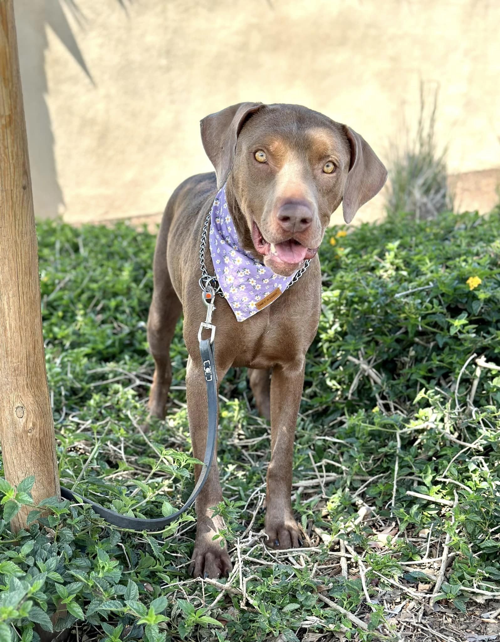 Lab and hot sale weimaraner