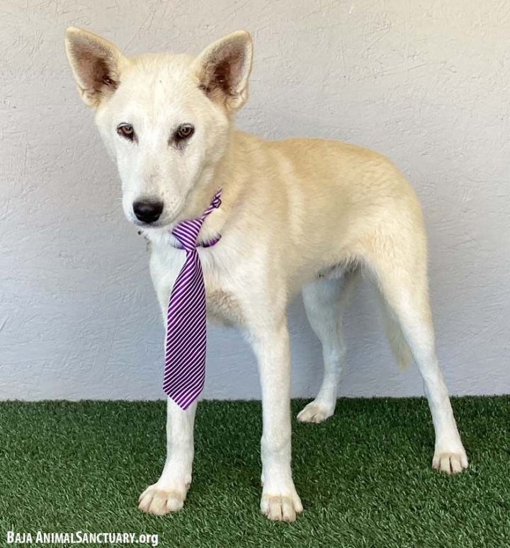 Australian cattle dog store mix with husky