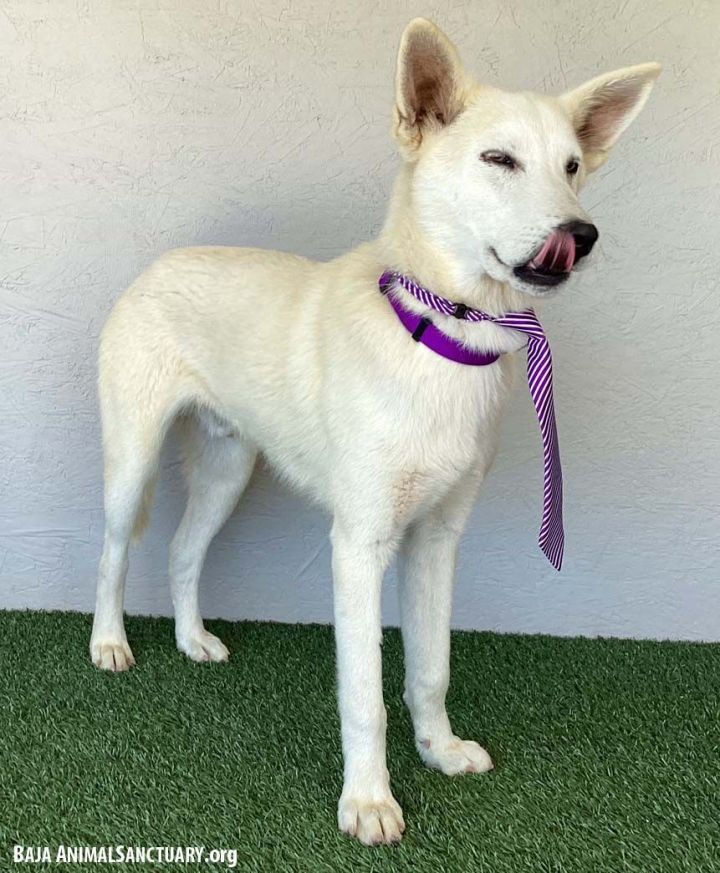 Australian cattle dog store mix with husky