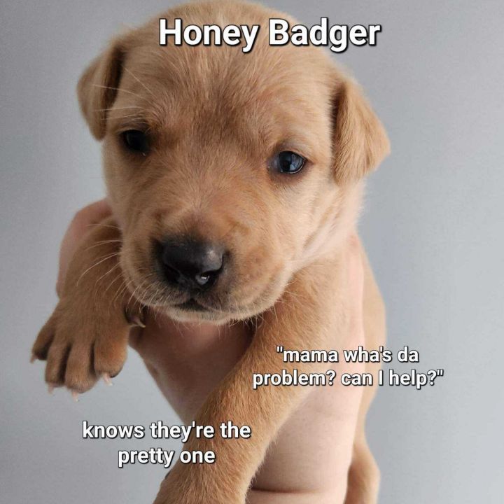 Honey Badger 2