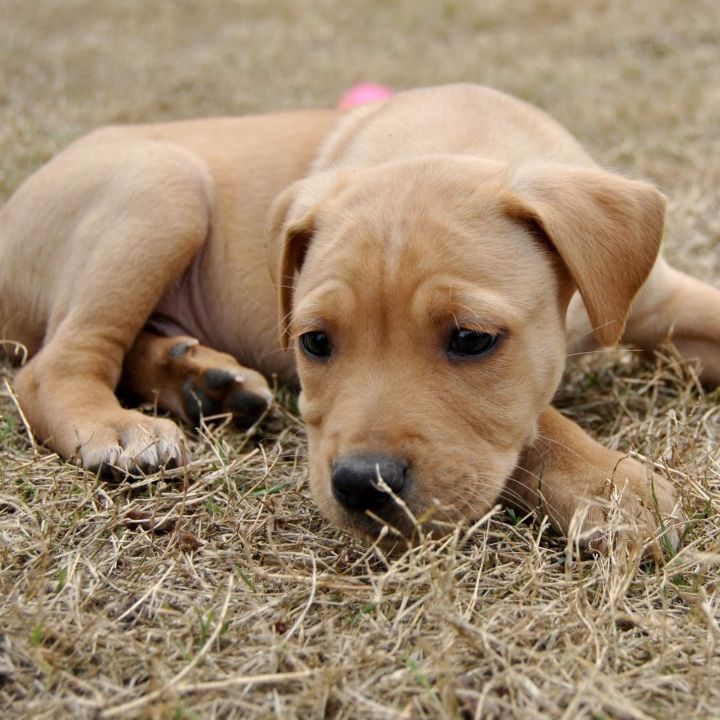 Honey Badger, an adopted Shepherd & Pit Bull Terrier Mix in Springfield, MO_image-6