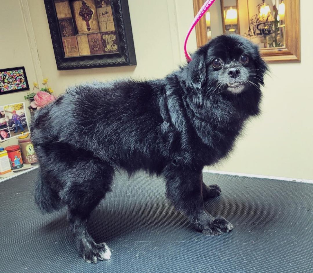 Gayla, an adoptable Pomeranian in Van Alstyne, TX, 75495 | Photo Image 1