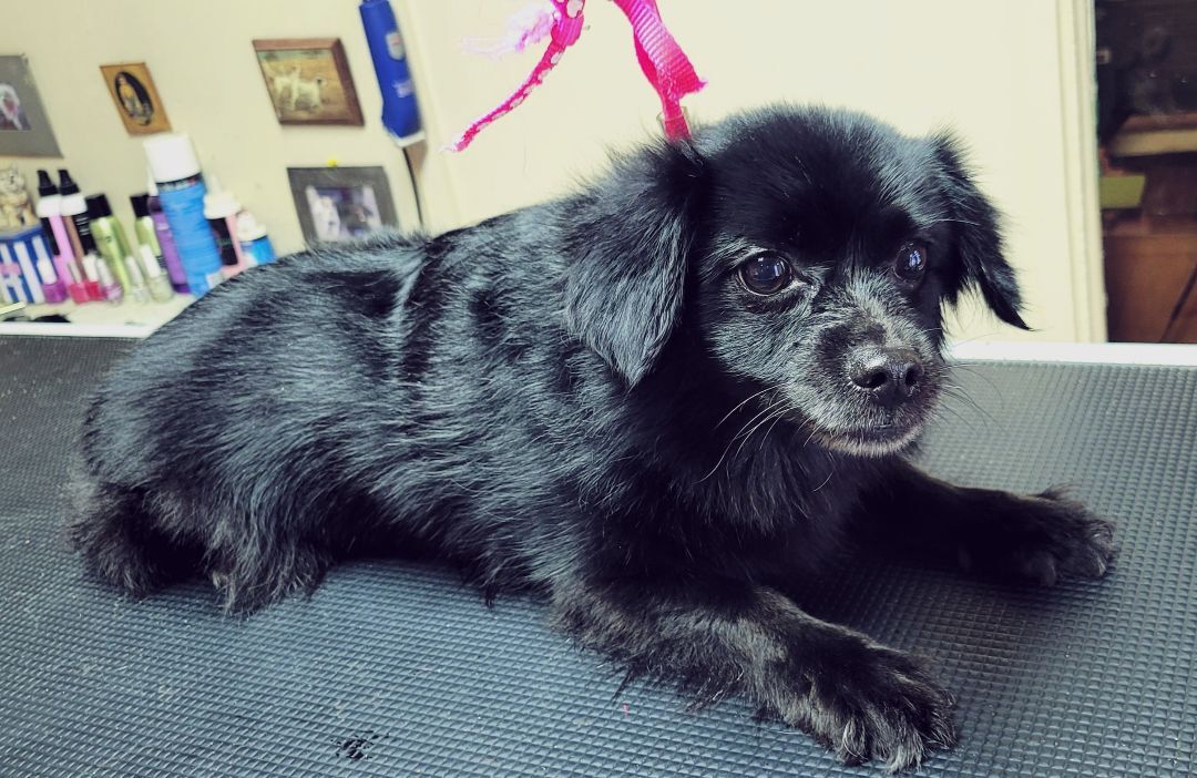 Gayla, an adoptable Pomeranian in Van Alstyne, TX, 75495 | Photo Image 2