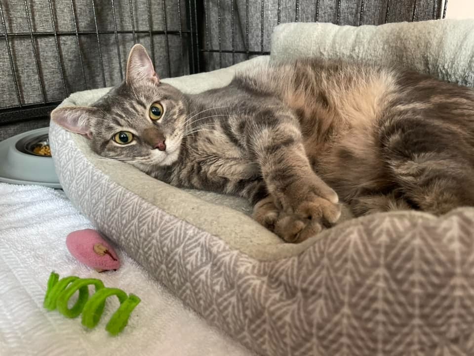 Mr Chubbs, an adoptable Domestic Short Hair in New Bern, NC, 28563 | Photo Image 1