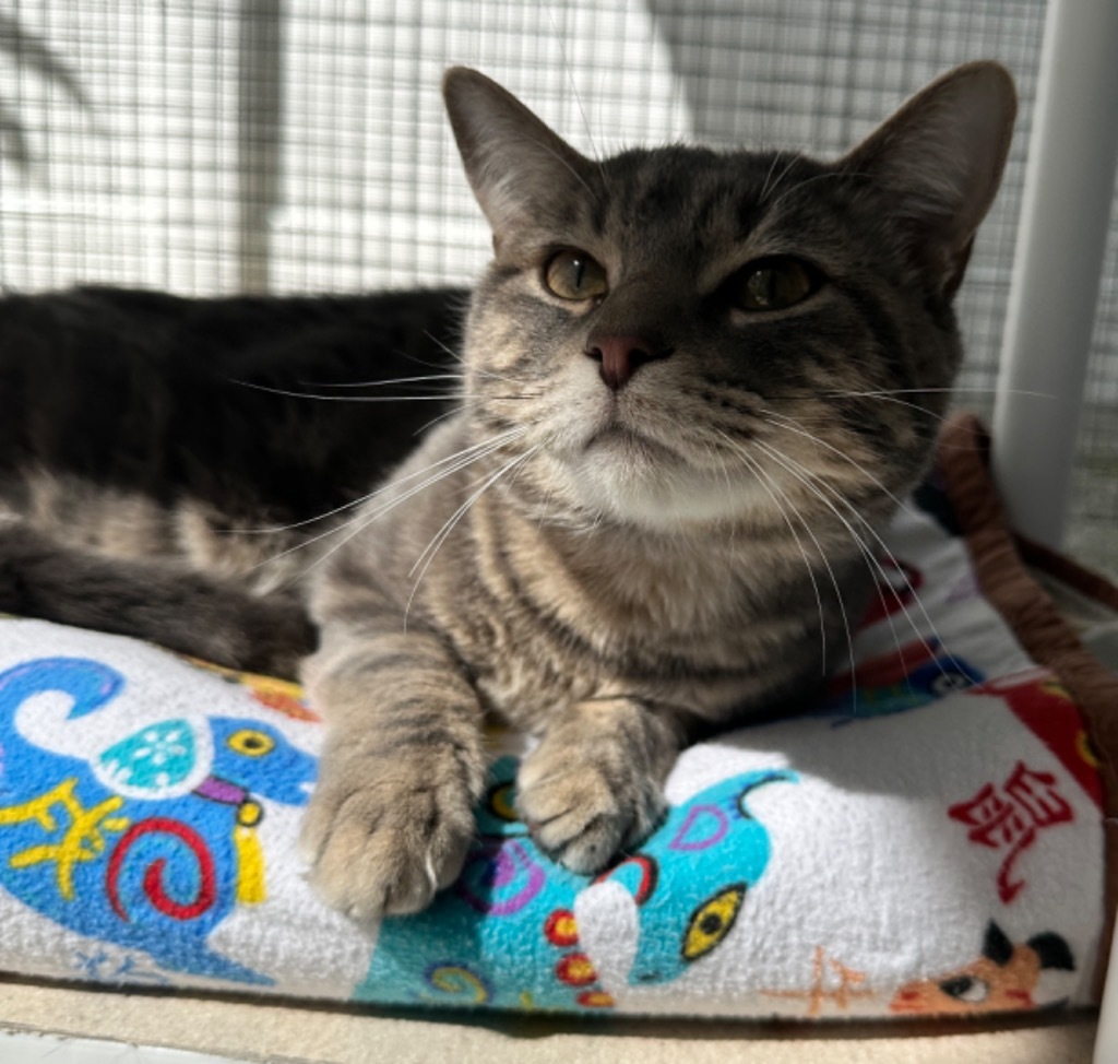 Mr Chubbs, an adoptable Domestic Short Hair in New Bern, NC, 28563 | Photo Image 2