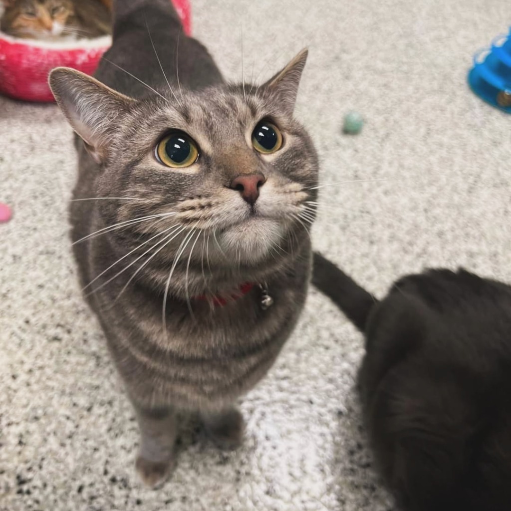 Mr Chubbs, an adoptable Domestic Short Hair in New Bern, NC, 28563 | Photo Image 3