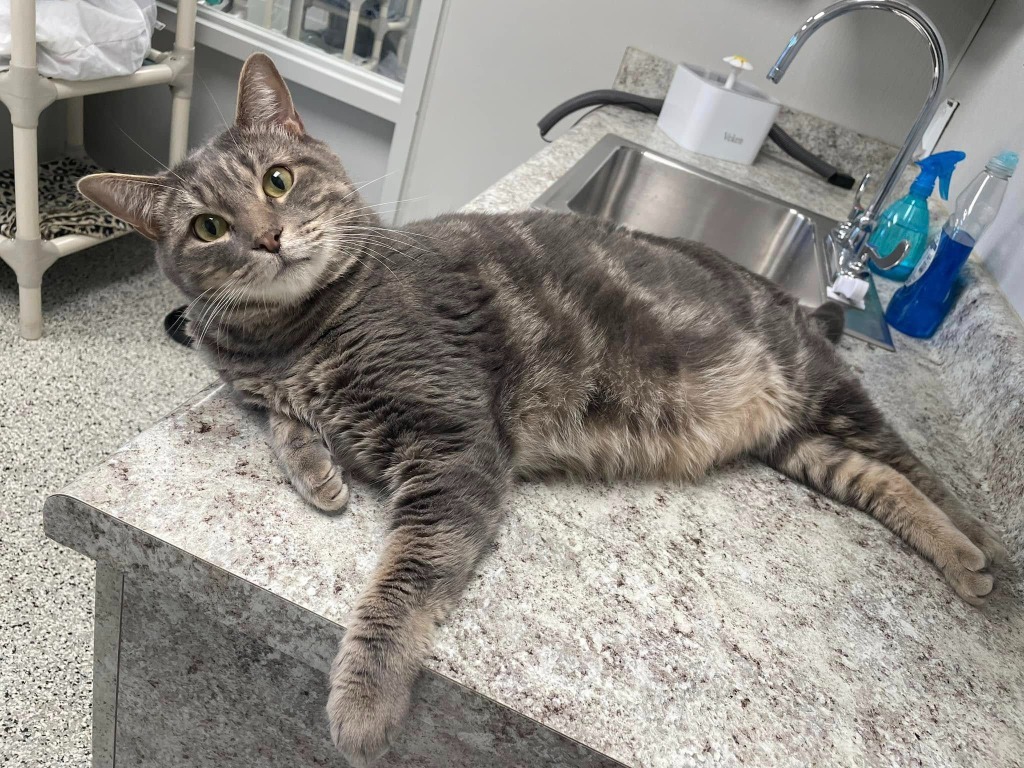 Mr Chubbs, an adoptable Domestic Short Hair in New Bern, NC, 28563 | Photo Image 4