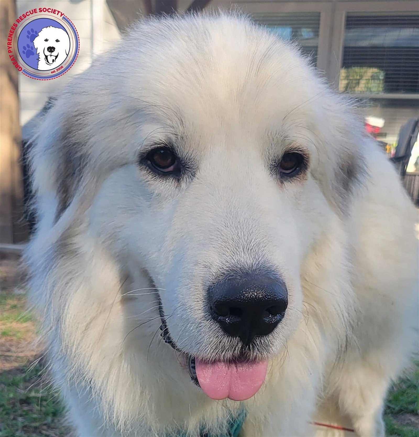 does the pyrenean mastiff have canine distemper