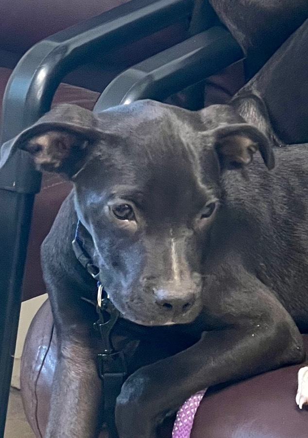 Boone, an adoptable Labrador Retriever in Gilmer, TX, 75644 | Photo Image 3