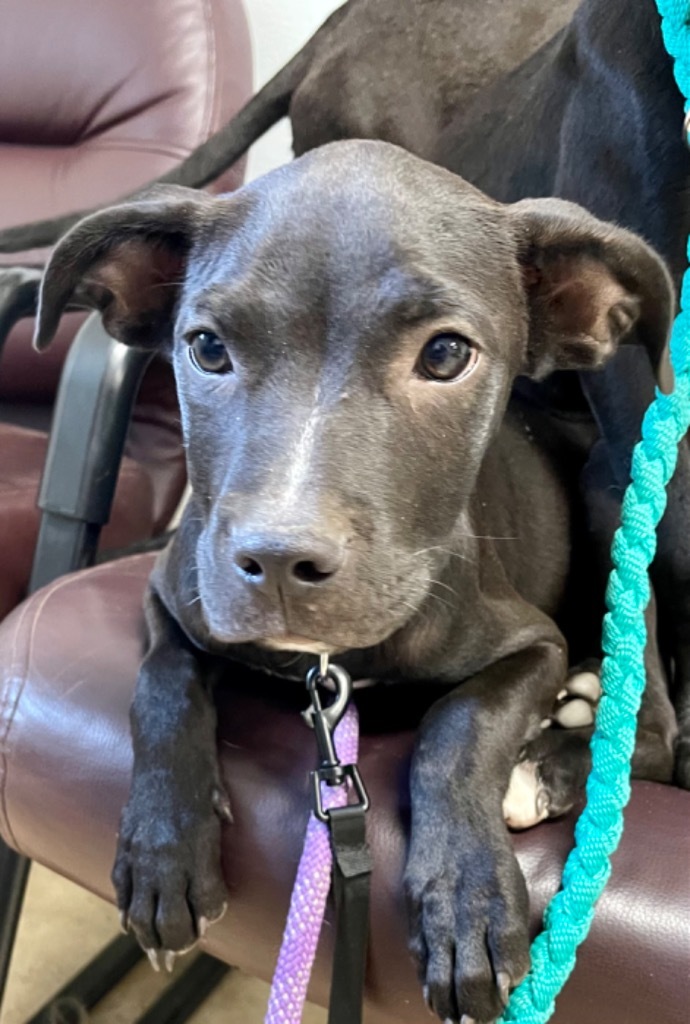 Boone, an adoptable Labrador Retriever in Gilmer, TX, 75644 | Photo Image 4