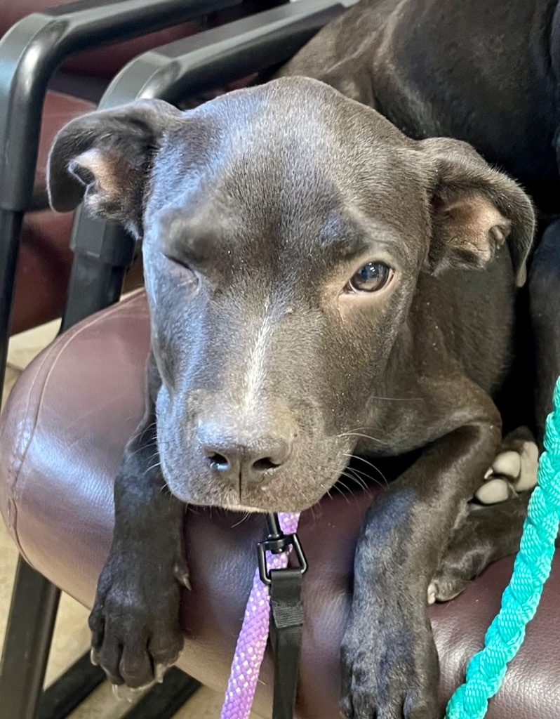 Boone, an adoptable Labrador Retriever in Gilmer, TX, 75644 | Photo Image 5