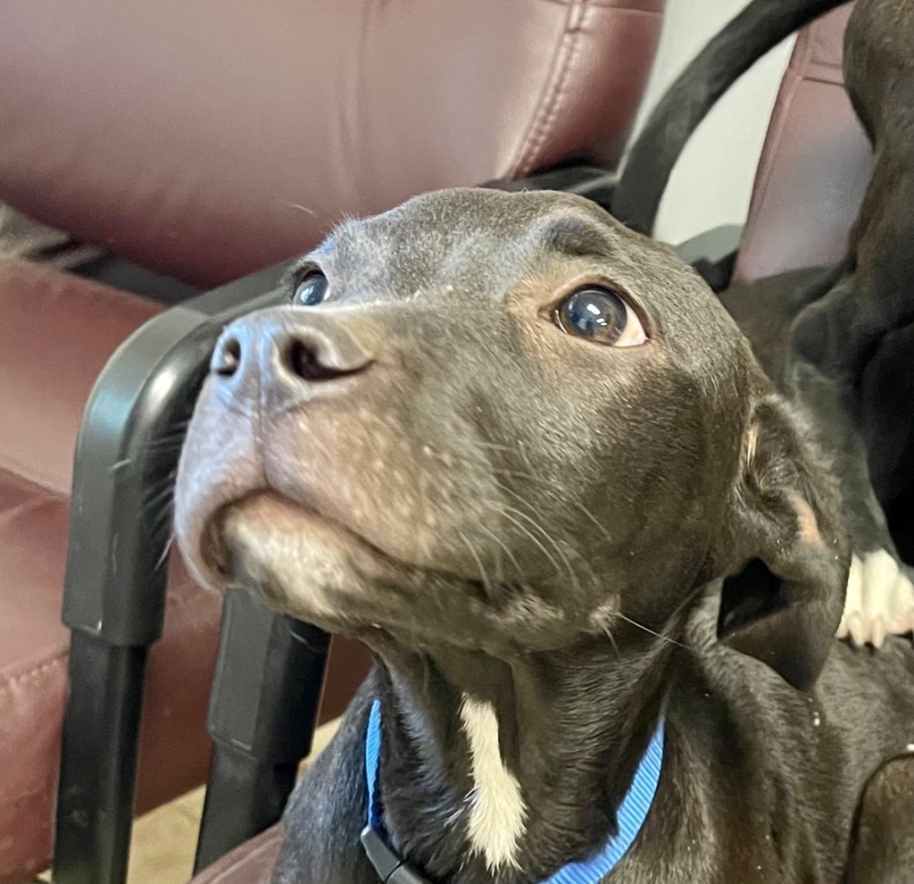 Boone, an adoptable Labrador Retriever in Gilmer, TX, 75644 | Photo Image 6