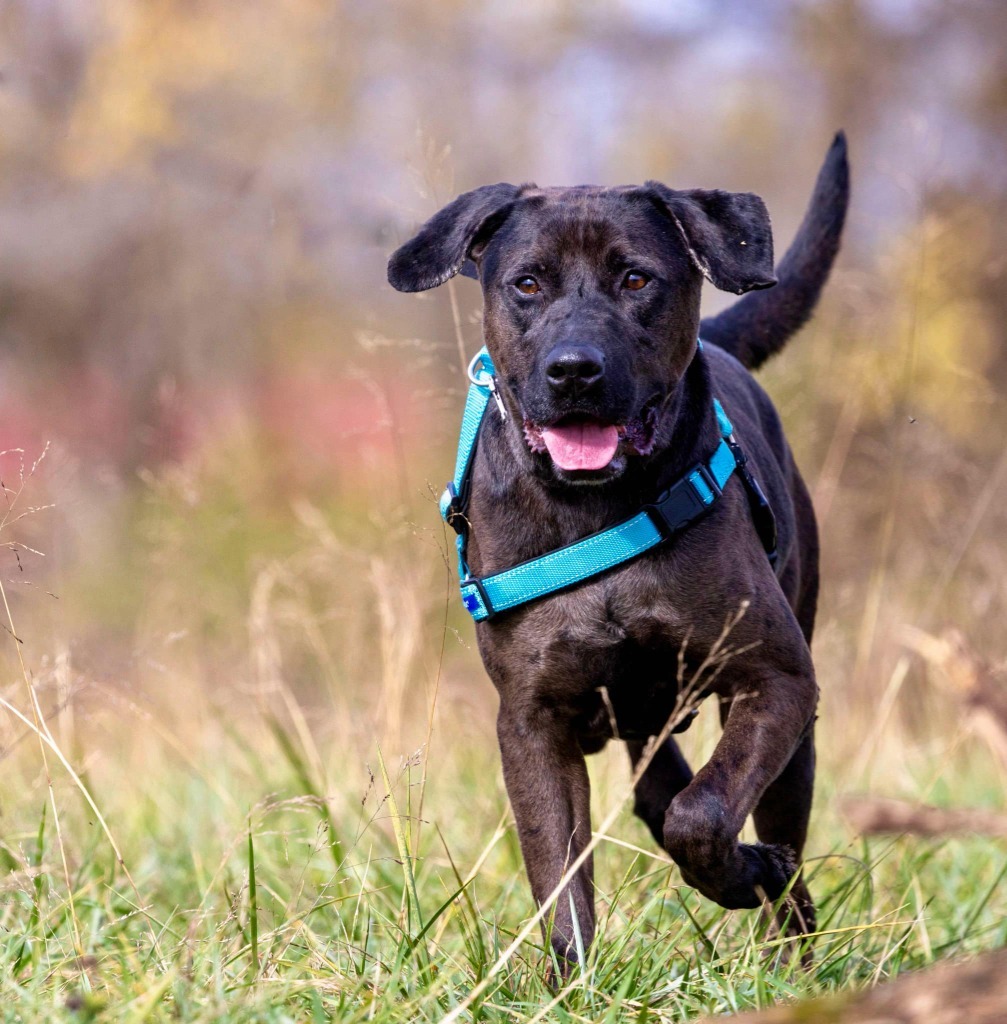 Dirk, an adoptable Labrador Retriever in White Hall, IL, 62092 | Photo Image 2