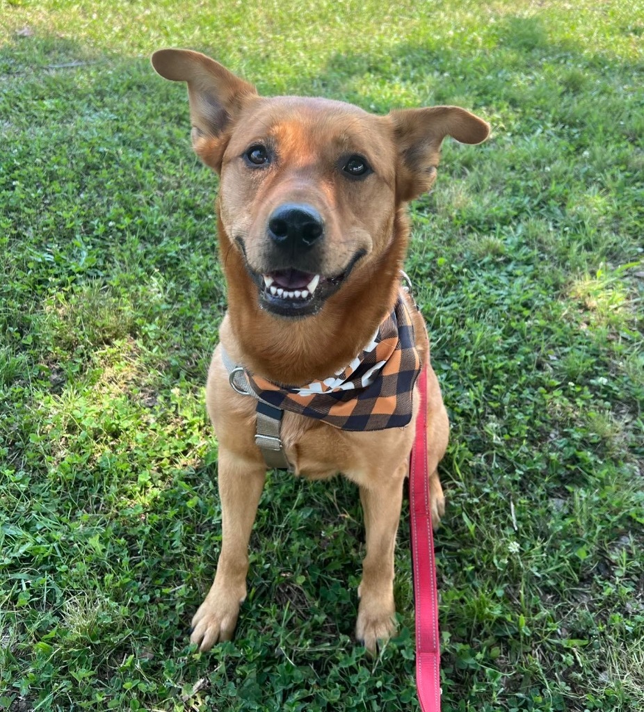 River, an adoptable Shepherd, Golden Retriever in Waxhaw, NC, 28173 | Photo Image 1