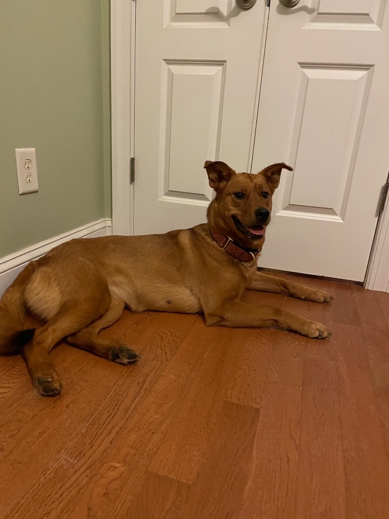 River, an adoptable Shepherd, Golden Retriever in Waxhaw, NC, 28173 | Photo Image 2