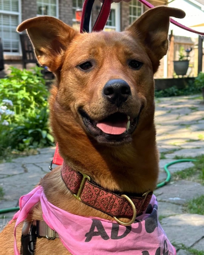 River, an adoptable Shepherd, Golden Retriever in Waxhaw, NC, 28173 | Photo Image 3