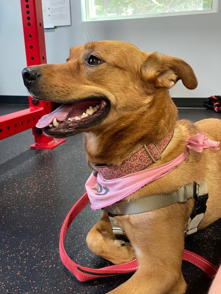 River, an adoptable Shepherd, Golden Retriever in Waxhaw, NC, 28173 | Photo Image 4
