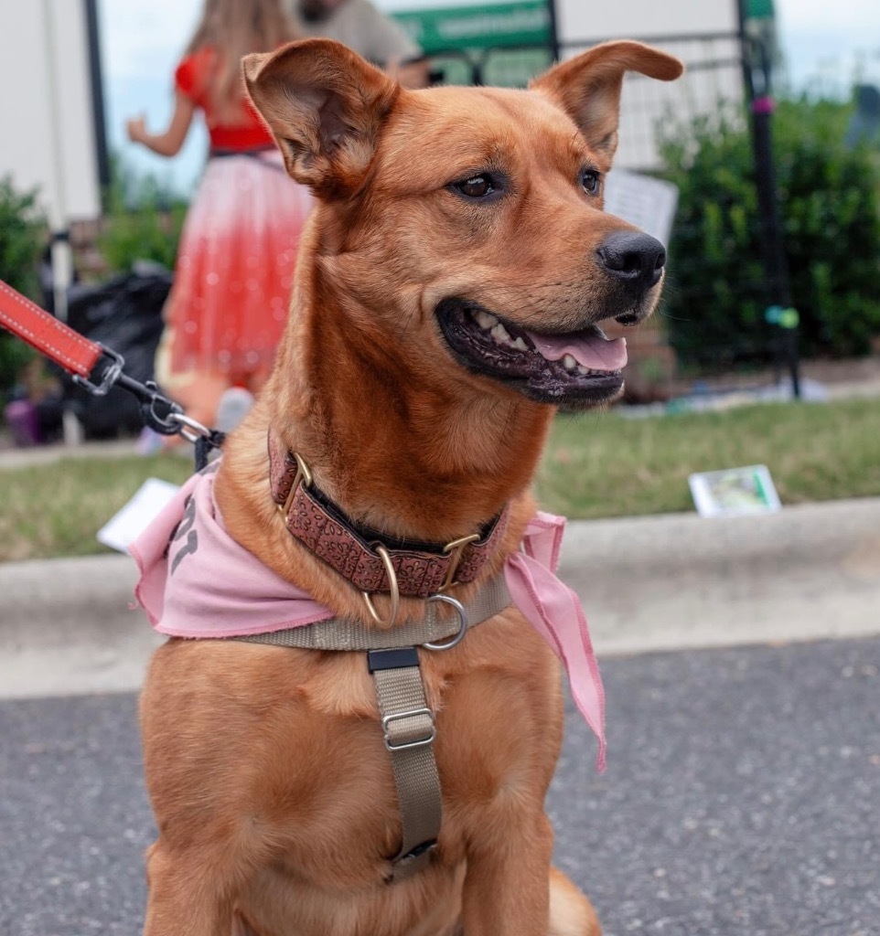 River, an adoptable Shepherd, Golden Retriever in Waxhaw, NC, 28173 | Photo Image 5