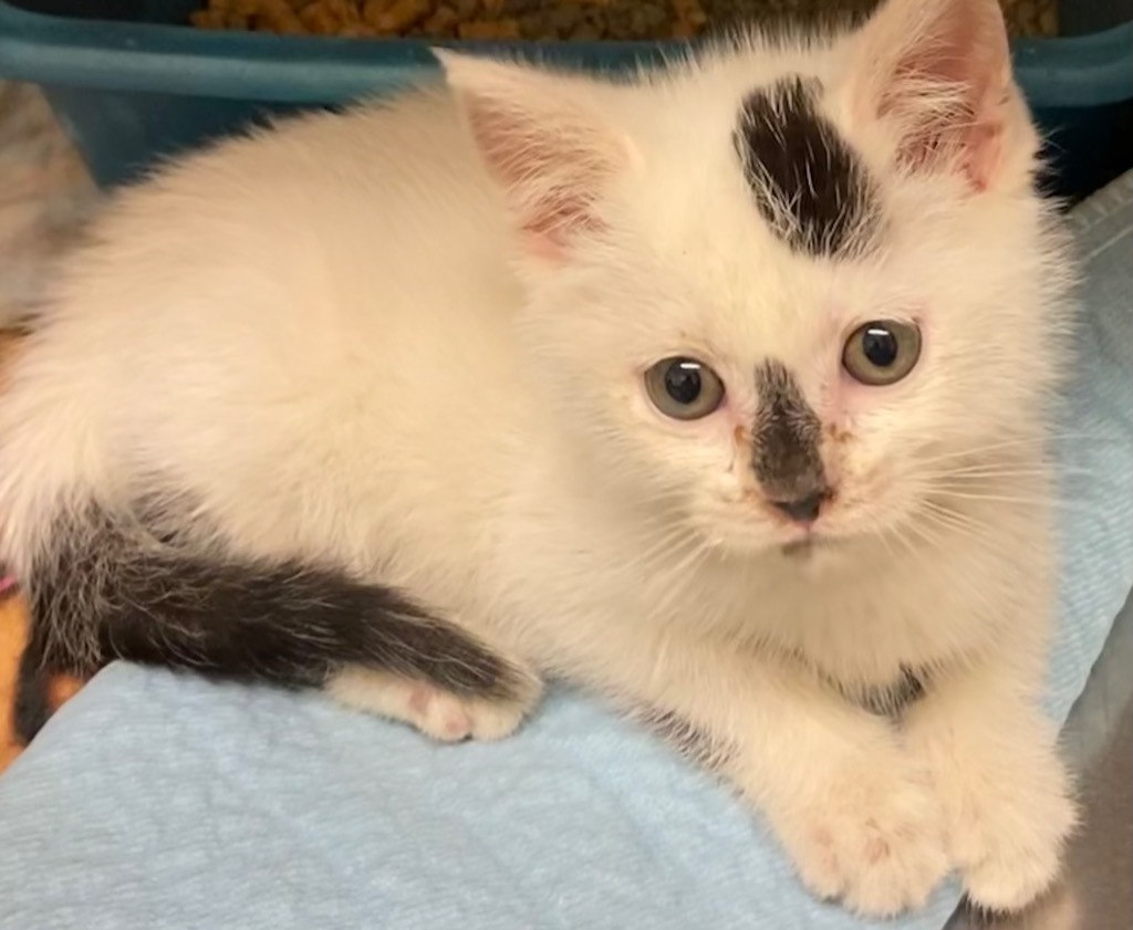 FLEA, an adoptable Domestic Short Hair in Elizabethton, TN, 37643 | Photo Image 3