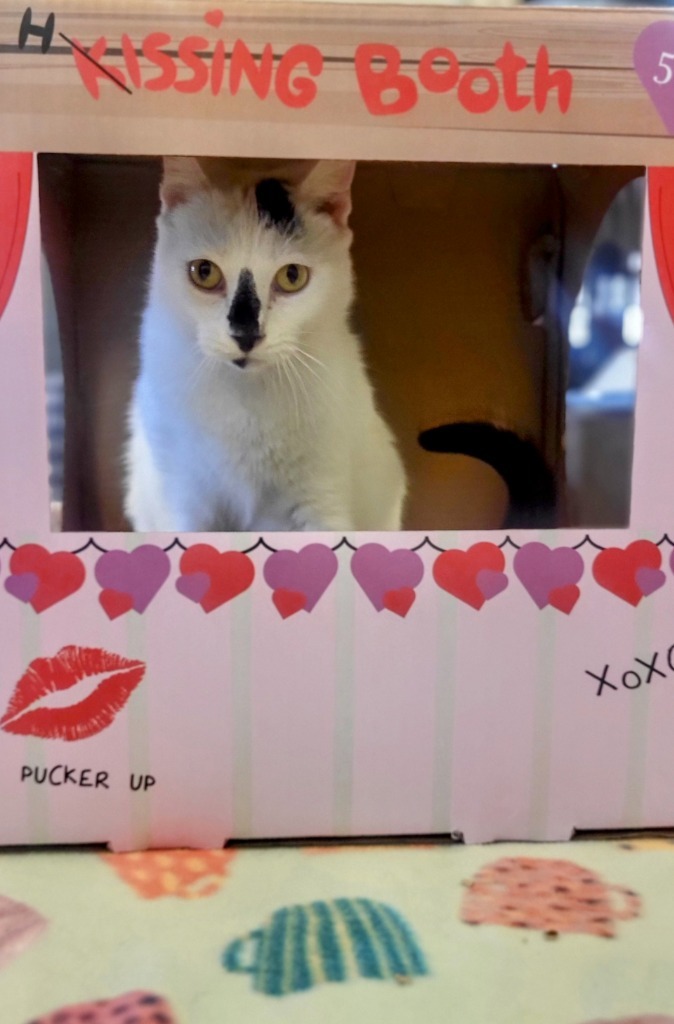 FLEA, an adoptable Domestic Short Hair in Elizabethton, TN, 37643 | Photo Image 4