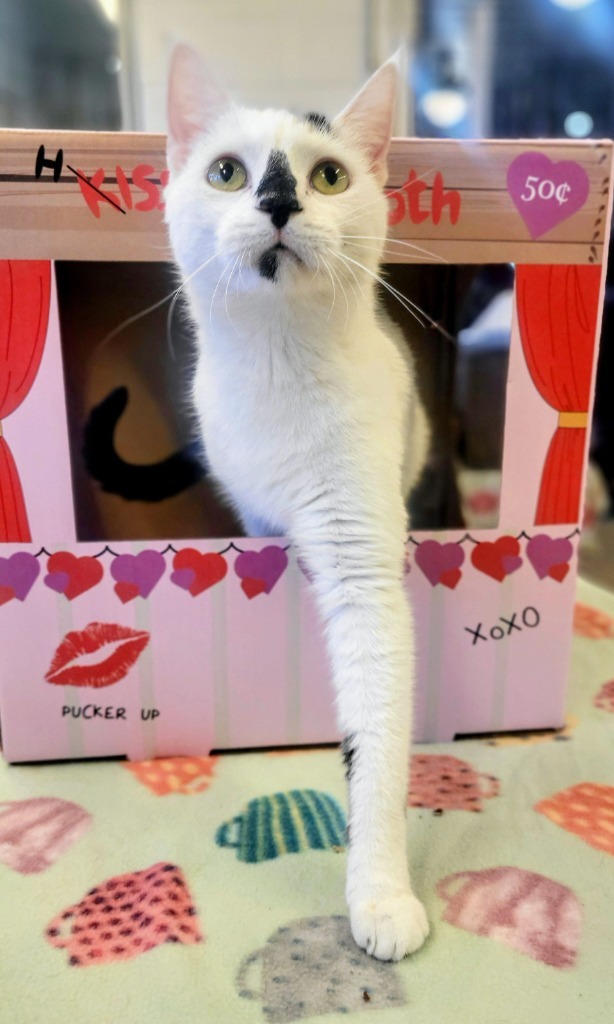 FLEA, an adoptable Domestic Short Hair in Elizabethton, TN, 37643 | Photo Image 5