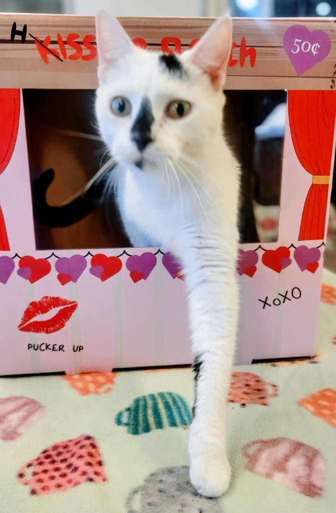 FLEA, an adoptable Domestic Short Hair in Elizabethton, TN, 37643 | Photo Image 6