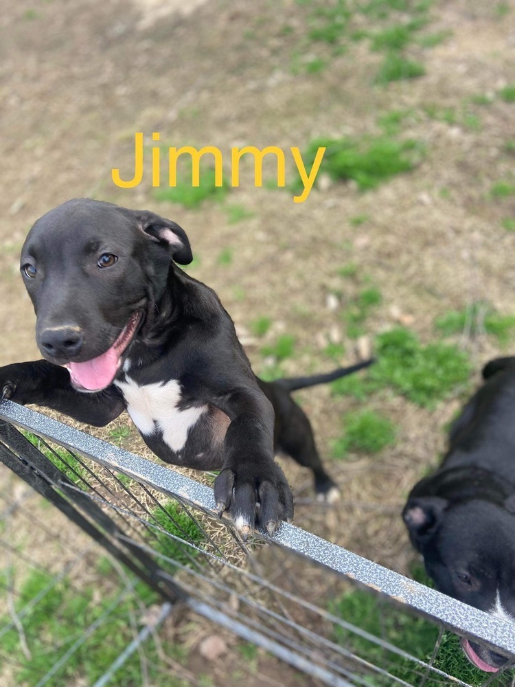 Jimmy, an adoptable Labrador Retriever in Sharon, VT, 05065 | Photo Image 6