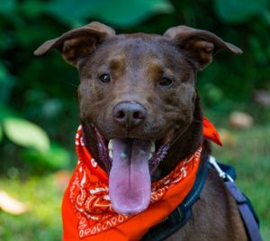 Crane is a sweet energetic 5-year-old lab mix This handsome guy is housebroken and crate-trained