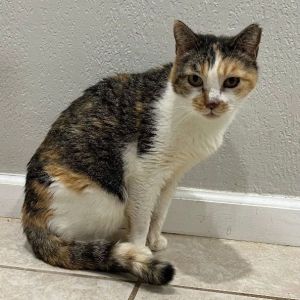 Floral was rescued from a trash dump area on the side of the road after originally being a TNR She