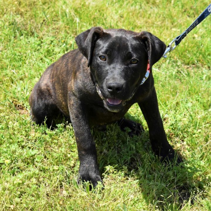 Ocean, an adoptable Mixed Breed in Searcy, AR_image-2