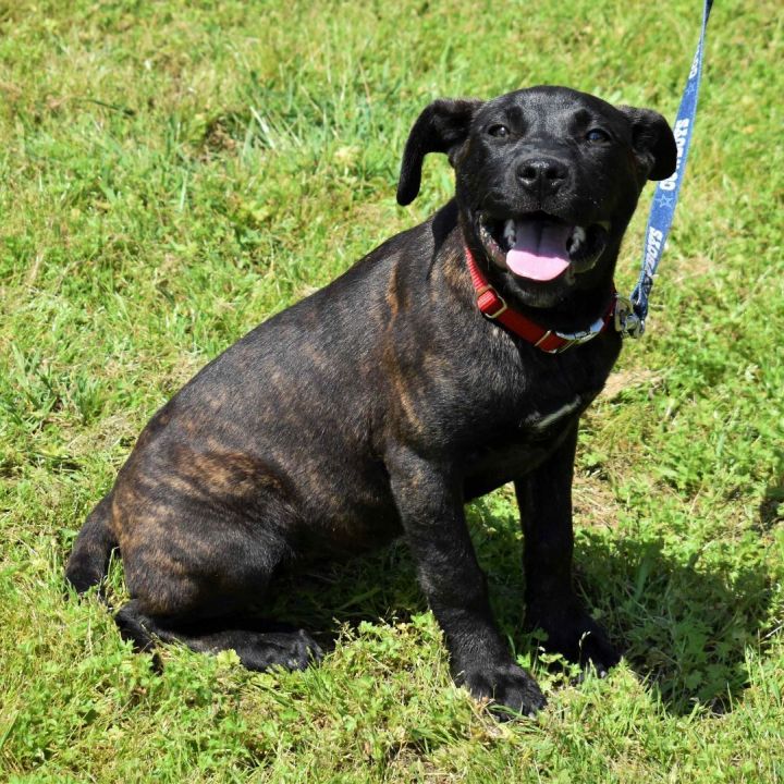 Ocean, an adoptable Mixed Breed in Searcy, AR_image-4