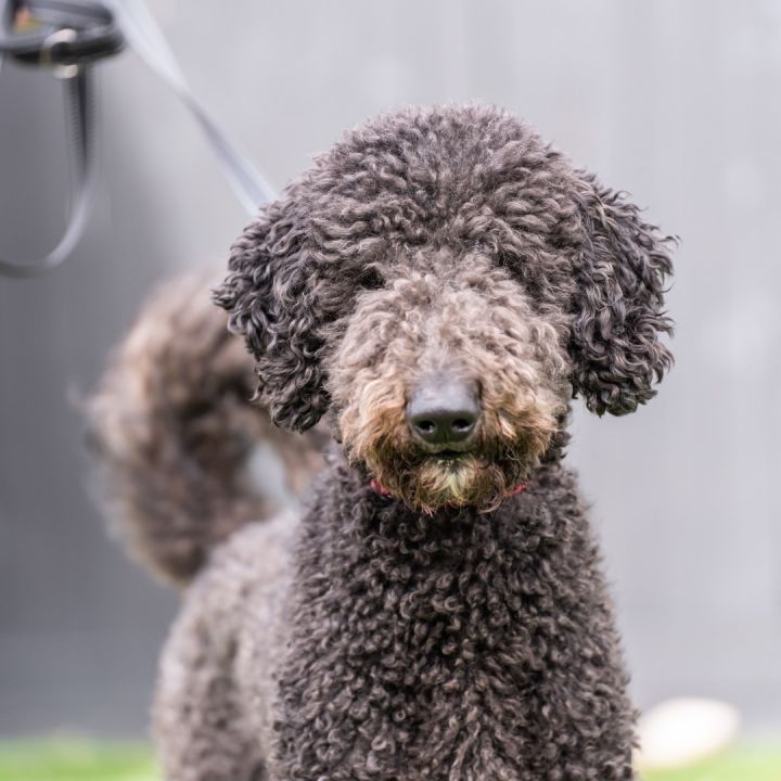 Teddy, an adoptable Standard Poodle in Carlsbad, CA_image-1