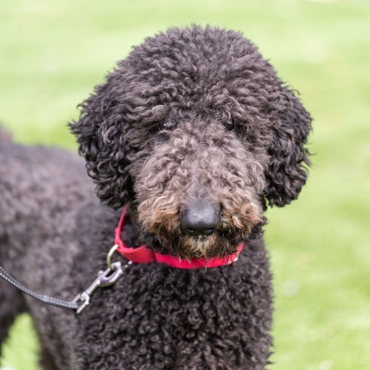 Teddy, an adoptable Standard Poodle in Carlsbad, CA_image-2
