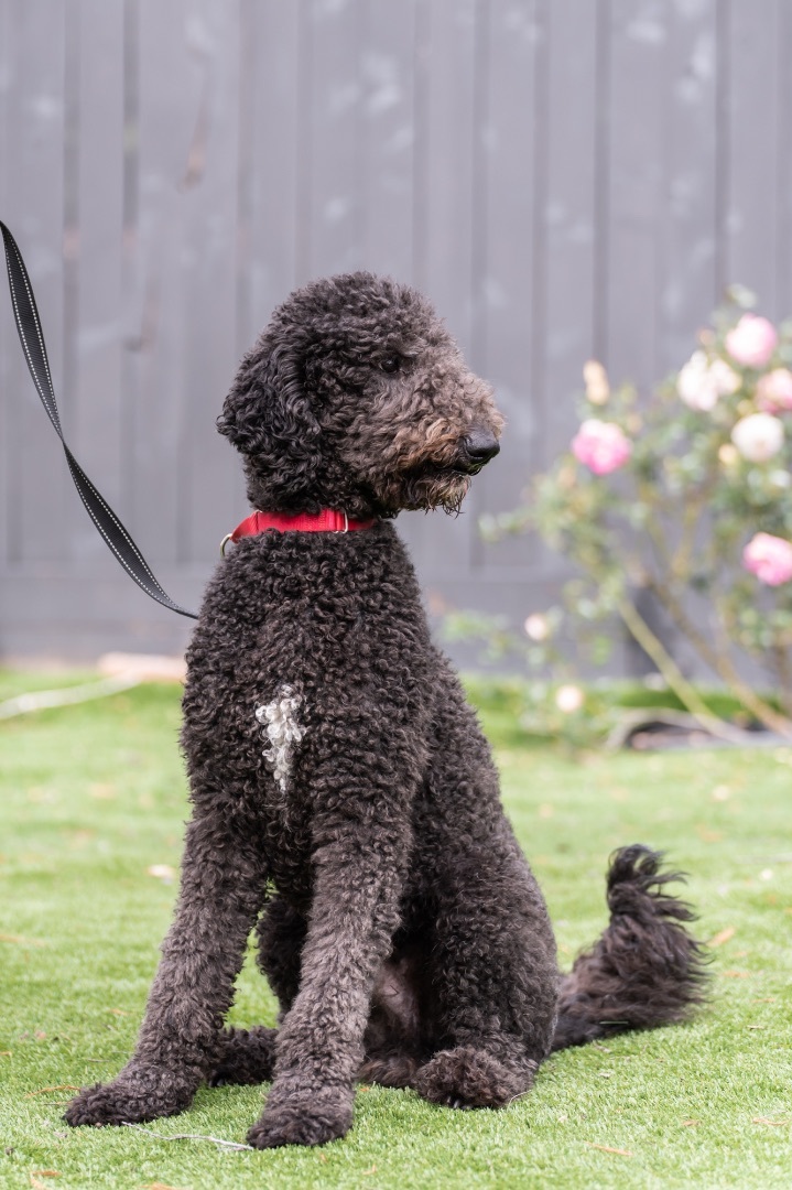 Teddy, an adoptable Standard Poodle in Carlsbad, CA_image-6
