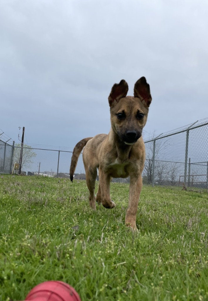 Larry, an adoptable Terrier Mix in Addison, TX_image-5