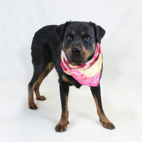 Elly, an adoptable Rottweiler in Greenville, SC_image-3
